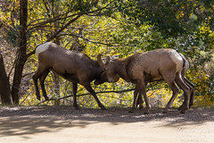Bighorn ram collision sequence - 4 of 4