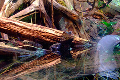Dwarf Caiman reflecting in water • <a style="font-size:0.8em;" href="http://www.flickr.com/photos/34843984@N07/15537327091/" target="_blank">View on Flickr</a>