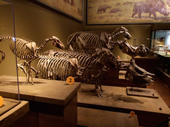 Early Horse & Early Rhinoceros skeletons • <a style="font-size:0.8em;" href="http://www.flickr.com/photos/34843984@N07/15354422160/" target="_blank">View on Flickr</a>