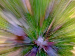 Green Grass starburst • <a style="font-size:0.8em;" href="http://www.flickr.com/photos/34843984@N07/15402087026/" target="_blank">View on Flickr</a>