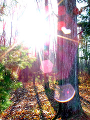 Autumn Forest Lensflare Sun • <a style="font-size:0.8em;" href="http://www.flickr.com/photos/34843984@N07/15402089056/" target="_blank">View on Flickr</a>