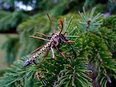 Skull-like Pine Stem 1 • <a style="font-size:0.8em;" href="http://www.flickr.com/photos/34843984@N07/15425102215/" target="_blank">View on Flickr</a>