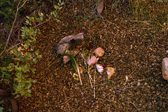 Red Roses left alongside the path • <a style="font-size:0.8em;" href="http://www.flickr.com/photos/34843984@N07/15523113596/" target="_blank">View on Flickr</a>
