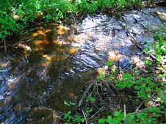 Orange Bottom of Stream • <a style="font-size:0.8em;" href="http://www.flickr.com/photos/34843984@N07/15236660330/" target="_blank">View on Flickr</a>