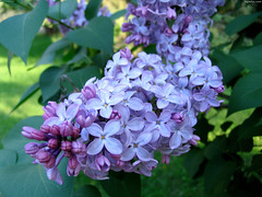 Lilac Bloom Stalk • <a style="font-size:0.8em;" href="http://www.flickr.com/photos/34843984@N07/15236720608/" target="_blank">View on Flickr</a>