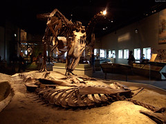 Tyrannosaurus skeleton over prey • <a style="font-size:0.8em;" href="http://www.flickr.com/photos/34843984@N07/15353894078/" target="_blank">View on Flickr</a>