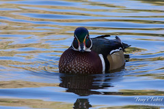 A wood duck gives me the evil eye.