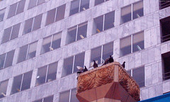 Birds perched high above Pioneer Courthouse Square • <a style="font-size:0.8em;" href="http://www.flickr.com/photos/34843984@N07/15359339048/" target="_blank">View on Flickr</a>