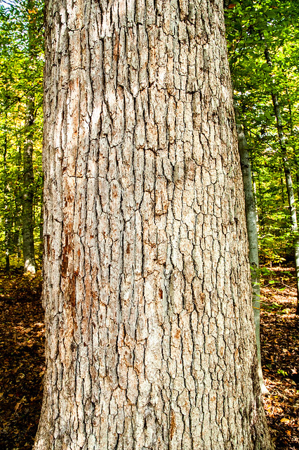 Wells Woods Nature Preserve - October 24, 2014