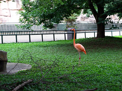 Caribbean Flamingo standing tall • <a style="font-size:0.8em;" href="http://www.flickr.com/photos/34843984@N07/15516184646/" target="_blank">View on Flickr</a>