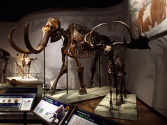 Woolly Mammoth & Irish Deer skeletons • <a style="font-size:0.8em;" href="http://www.flickr.com/photos/34843984@N07/15540049845/" target="_blank">View on Flickr</a>