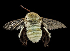 Anglų lietuvių žodynas. Žodis tapestry moth reiškia gobelenas drugelis lietuviškai.