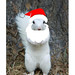 Santa Squirrel • <a style="font-size:0.8em;" href="http://www.flickr.com/photos/126588521@N06/15620535927/" target="_blank">View on Flickr</a>