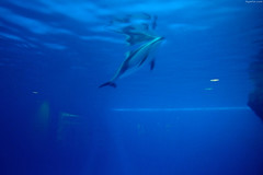 Pacific White-sided Dolphin swimming underwater • <a style="font-size:0.8em;" href="http://www.flickr.com/photos/34843984@N07/14919840513/" target="_blank">View on Flickr</a>