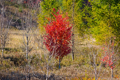 Lone Red Tree • <a style="font-size:0.8em;" href="http://www.flickr.com/photos/65051383@N05/15018288964/" target="_blank">View on Flickr</a>