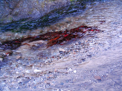 Dark Red Seaweed under Big Sur River • <a style="font-size:0.8em;" href="http://www.flickr.com/photos/34843984@N07/15360036748/" target="_blank">View on Flickr</a>