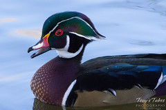 A wood duck drake poses for the camera.