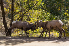 Bighorn ram collision sequence - 3 of 4