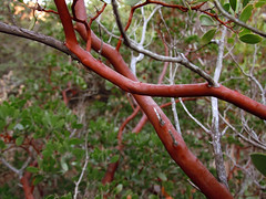 Strange tree with red smooth bark • <a style="font-size:0.8em;" href="http://www.flickr.com/photos/34843984@N07/15360801857/" target="_blank">View on Flickr</a>