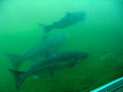 3 Salmon in the Fish Ladder • <a style="font-size:0.8em;" href="http://www.flickr.com/photos/34843984@N07/15521739856/" target="_blank">View on Flickr</a>