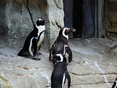 Tagged African Penguins • <a style="font-size:0.8em;" href="http://www.flickr.com/photos/34843984@N07/15537196481/" target="_blank">View on Flickr</a>