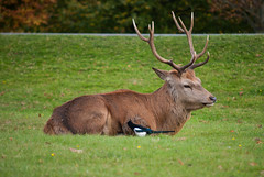 Red Deer in Bushy Park