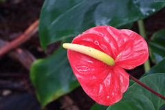 Anthurium bloom closeup • <a style="font-size:0.8em;" href="http://www.flickr.com/photos/34843984@N07/15400283640/" target="_blank">View on Flickr</a>