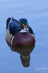 A wood duck in calm water.