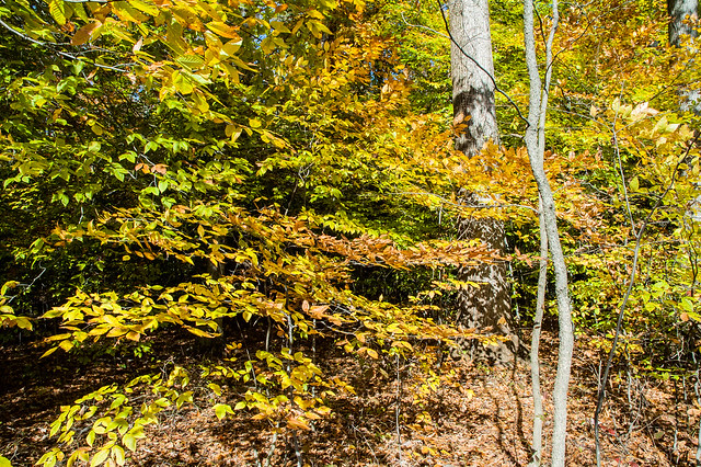 Guthrie Woods Memorial Woods Nature Preserve - October 25, 2014