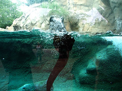 Northern River Otter pushing off the glass • <a style="font-size:0.8em;" href="http://www.flickr.com/photos/34843984@N07/15537198981/" target="_blank">View on Flickr</a>