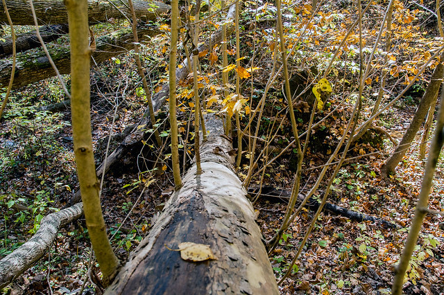 Pennywort Cliffs Nature Preserve - October 25, 2014