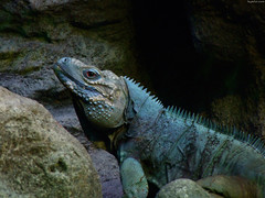 Blue Iguana smiling close up • <a style="font-size:0.8em;" href="http://www.flickr.com/photos/34843984@N07/15354389950/" target="_blank">View on Flickr</a>