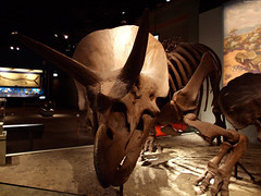 Triceratops skeleton • <a style="font-size:0.8em;" href="http://www.flickr.com/photos/34843984@N07/15354032867/" target="_blank">View on Flickr</a>