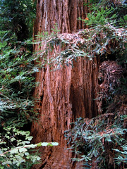 Trunk of Coast Redwood • <a style="font-size:0.8em;" href="http://www.flickr.com/photos/34843984@N07/15360815200/" target="_blank">View on Flickr</a>