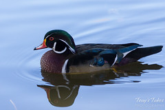 A very handsome wood duck drake
