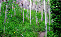 Green Path thru big patch of Birch Trees • <a style="font-size:0.8em;" href="http://www.flickr.com/photos/34843984@N07/14924368044/" target="_blank">View on Flickr</a>