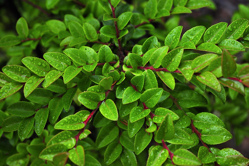 Evergreen Huckleberry, New River ACEC by BLMOregon, on Flickr