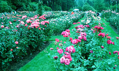 Rose Test Garden Test Beds • <a style="font-size:0.8em;" href="http://www.flickr.com/photos/34843984@N07/15359523137/" target="_blank">View on Flickr</a>