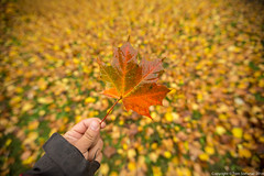 Fall Colour in hand • <a style="font-size:0.8em;" href="http://www.flickr.com/photos/65051383@N05/15512433968/" target="_blank">View on Flickr</a>