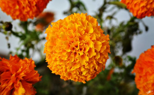 Flor de Cempasuchil. - a photo on Flickriver