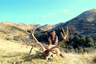 New Zealand Red Stag Hunting - Christchurch 49