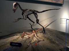 Big Dromaeosaur & Small Dromaeosaur • <a style="font-size:0.8em;" href="http://www.flickr.com/photos/34843984@N07/15354038617/" target="_blank">View on Flickr</a>