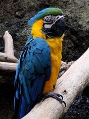 Stare of the Macaw • <a style="font-size:0.8em;" href="http://www.flickr.com/photos/34843984@N07/15516186226/" target="_blank">View on Flickr</a>