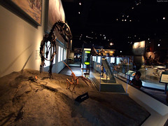 Small boy looking at Dromaeosaurs • <a style="font-size:0.8em;" href="http://www.flickr.com/photos/34843984@N07/15537356701/" target="_blank">View on Flickr</a>