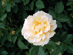 Julia Child floribunda rose • <a style="font-size:0.8em;" href="http://www.flickr.com/photos/34843984@N07/15542856851/" target="_blank">View on Flickr</a>