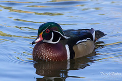 A wood duck drake swims in the quiet waters.