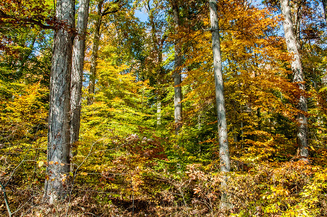 Guthrie Woods Memorial Woods Nature Preserve - October 25, 2014