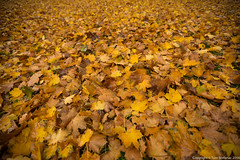 Sea of yellow leaves • <a style="font-size:0.8em;" href="http://www.flickr.com/photos/65051383@N05/15689768192/" target="_blank">View on Flickr</a>