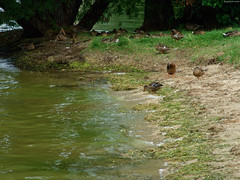 Dozens of Ducks under Tree • <a style="font-size:0.8em;" href="http://www.flickr.com/photos/34843984@N07/15354346820/" target="_blank">View on Flickr</a>