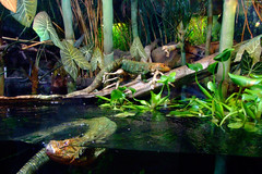 Caiman Lizards swimming • <a style="font-size:0.8em;" href="http://www.flickr.com/photos/34843984@N07/15354389410/" target="_blank">View on Flickr</a>